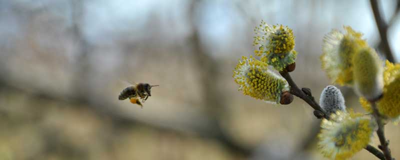 Die Biene findet ihr Ziel - Finden Sie es auch und nehmen Sie mit uns Kontakt auf!